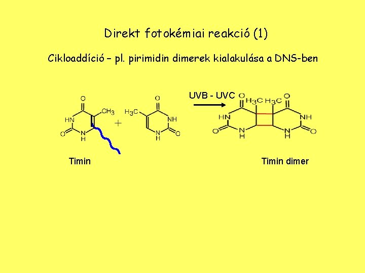 Direkt fotokémiai reakció (1) Cikloaddíció – pl. pirimidin dimerek kialakulása a DNS-ben UVB -