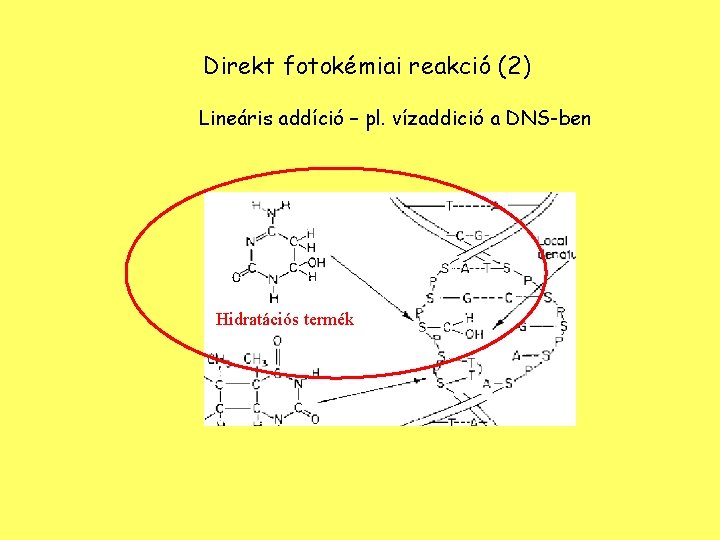 Direkt fotokémiai reakció (2) Lineáris addíció – pl. vízaddició a DNS-ben Hidratációs termék 
