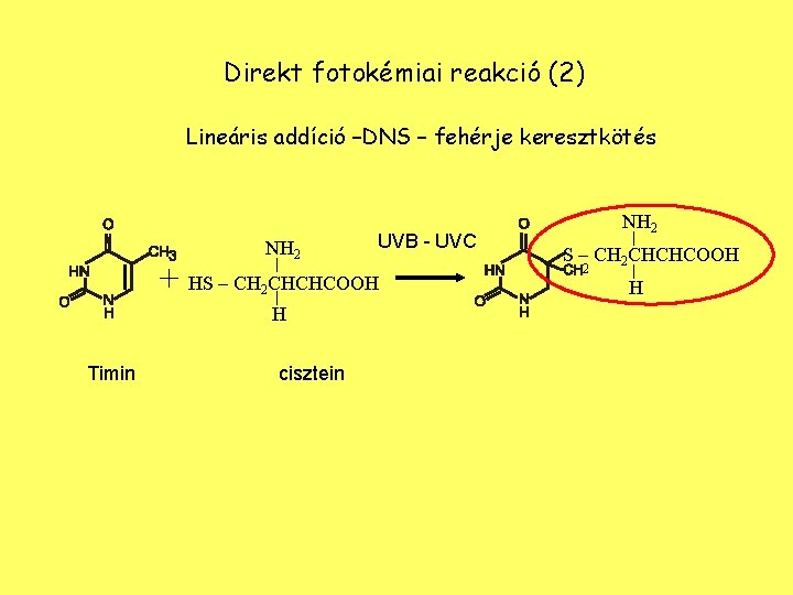 Direkt fotokémiai reakció (2) Lineáris addíció –DNS – fehérje keresztkötés NH 2 UVB -