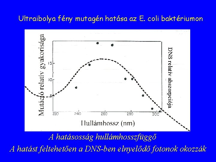 Ultraibolya fény mutagén hatása az E. coli baktériumon DNS relatív abszorpciója A hatásosság hullámhosszfüggő