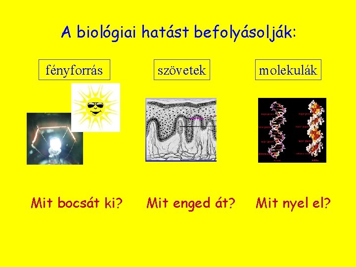 A biológiai hatást befolyásolják: fényforrás Mit bocsát ki? szövetek Mit enged át? molekulák Mit