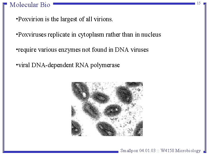 Molecular Bio 15 • Poxvirion is the largest of all virions. • Poxviruses replicate Molecular Bio 15 • Poxvirion is the largest of all virions. • Poxviruses replicate