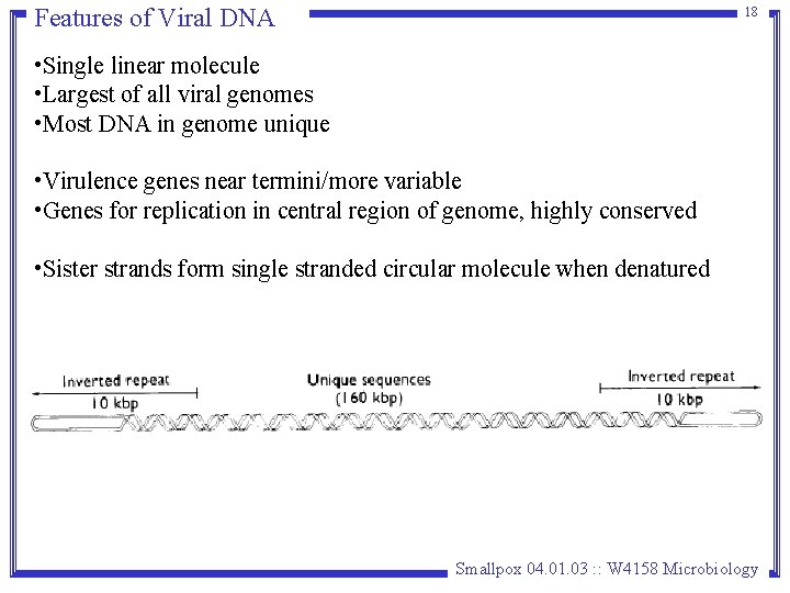 Features of Viral DNA 18 • Single linear molecule • Largest of all viral Features of Viral DNA 18 • Single linear molecule • Largest of all viral