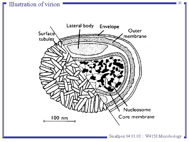 Illustration of virion 20 Smallpox 04. 01. 03 : : W 4158 Microbiology Illustration of virion 20 Smallpox 04. 01. 03 : : W 4158 Microbiology