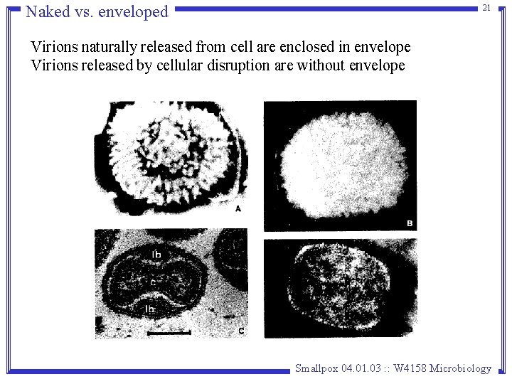 Naked vs. enveloped 21 Virions naturally released from cell are enclosed in envelope Virions Naked vs. enveloped 21 Virions naturally released from cell are enclosed in envelope Virions