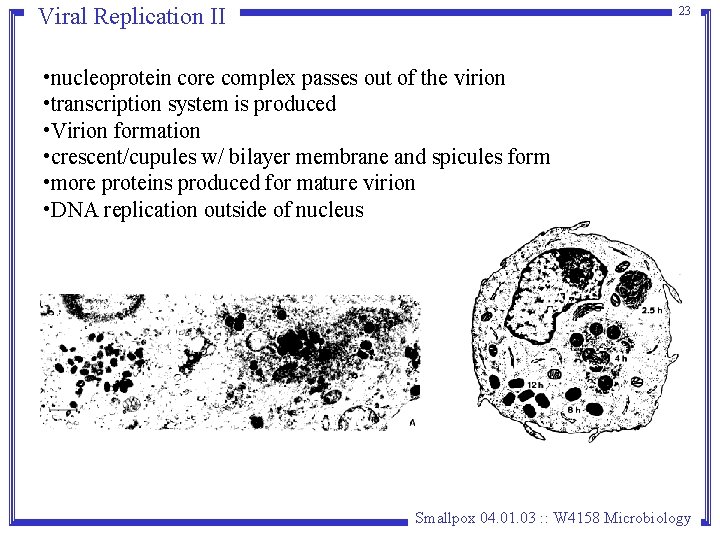 Viral Replication II 23 • nucleoprotein core complex passes out of the virion • Viral Replication II 23 • nucleoprotein core complex passes out of the virion •