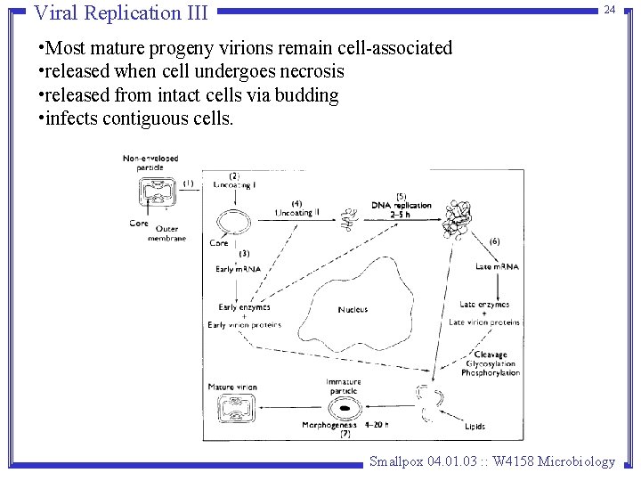 Viral Replication III 24 • Most mature progeny virions remain cell-associated • released when Viral Replication III 24 • Most mature progeny virions remain cell-associated • released when