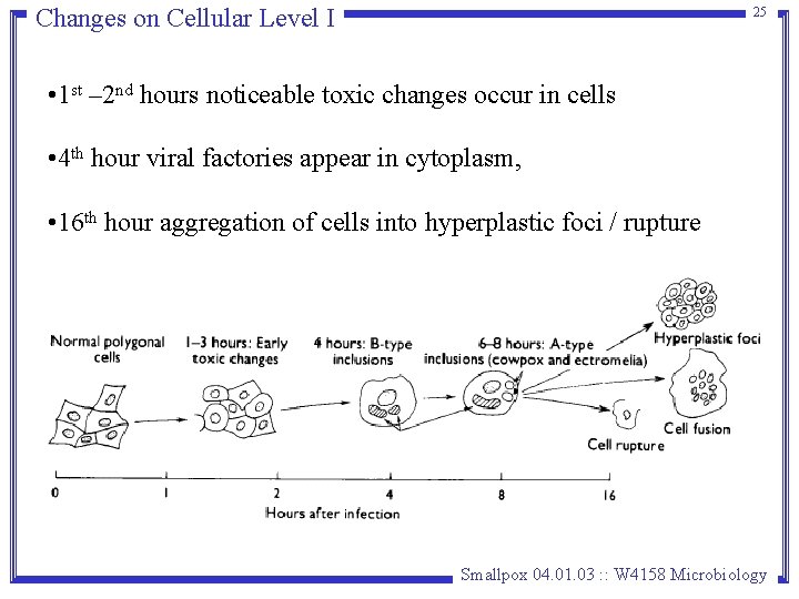 Changes on Cellular Level I 25 • 1 st – 2 nd hours noticeable Changes on Cellular Level I 25 • 1 st – 2 nd hours noticeable