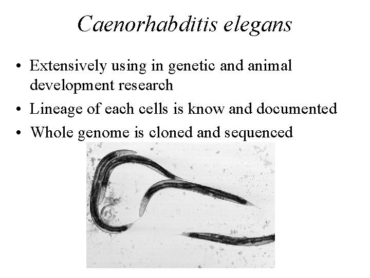 Caenorhabditis elegans • Extensively using in genetic and animal development research • Lineage of Caenorhabditis elegans • Extensively using in genetic and animal development research • Lineage of