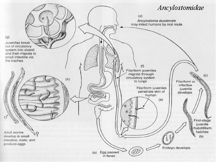 Ancylostomidae Ancylostomidae