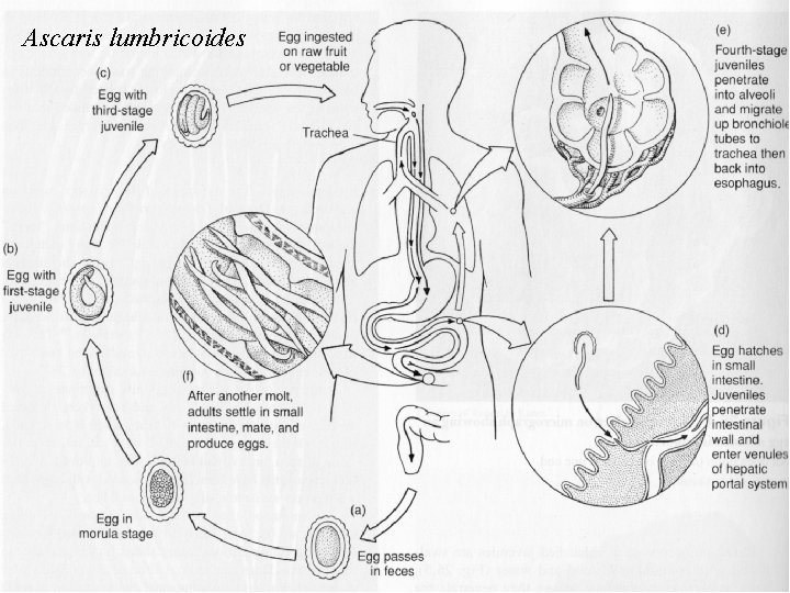 Ascaris lumbricoides Ascaris lumbricoides