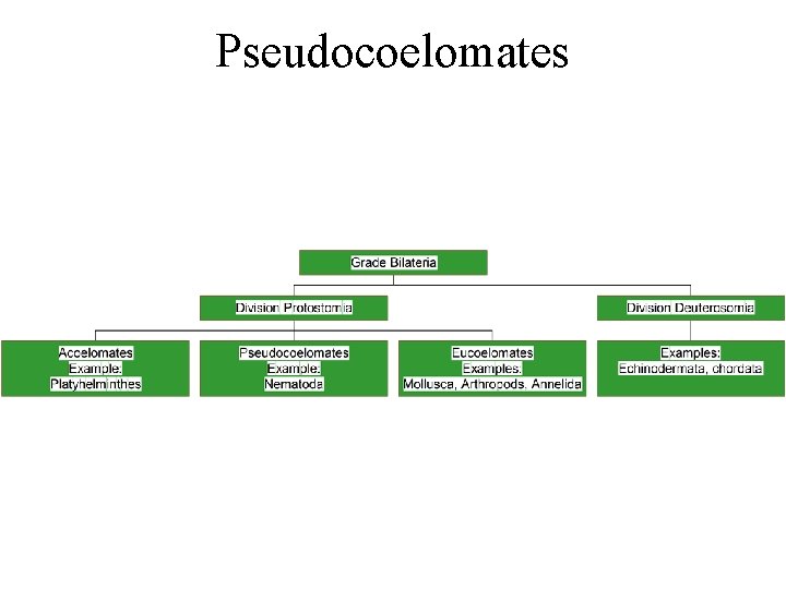 Pseudocoelomates Pseudocoelomates