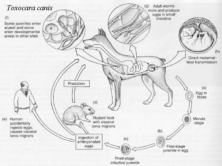 Toxocara canis Toxocara canis