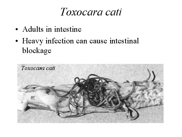 Toxocara cati • Adults in intestine • Heavy infection cause intestinal blockage Toxocara cati Toxocara cati • Adults in intestine • Heavy infection cause intestinal blockage Toxocara cati