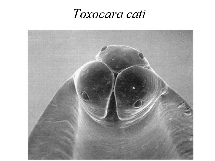 Toxocara cati Toxocara cati