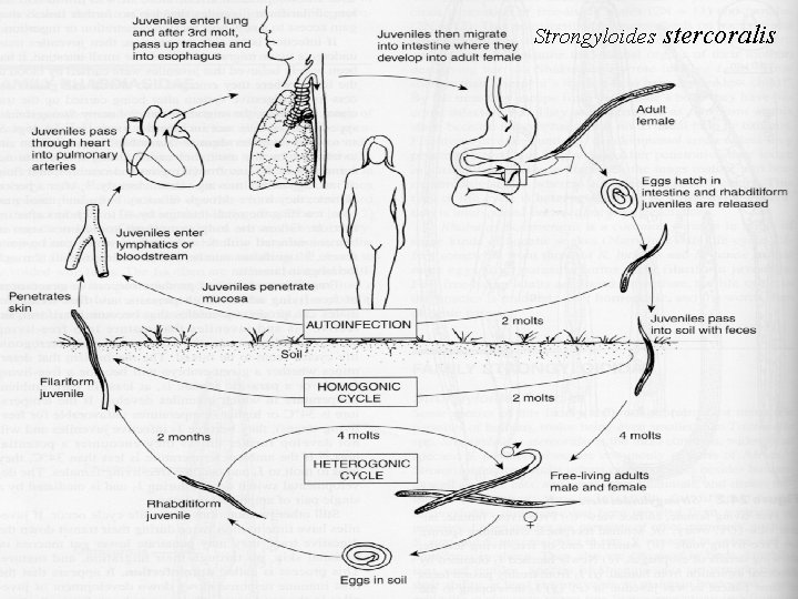 Strongyloides stercoralis Strongyloides stercoralis