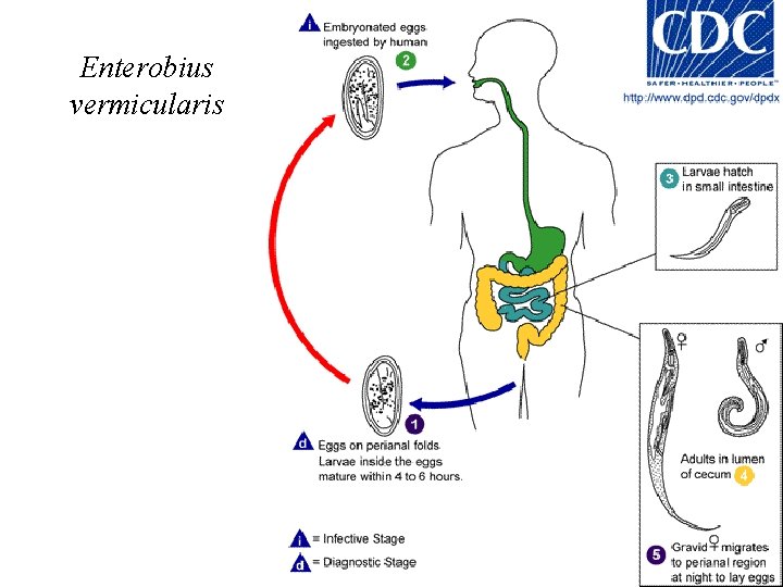 Enterobius vermicularis Enterobius vermicularis