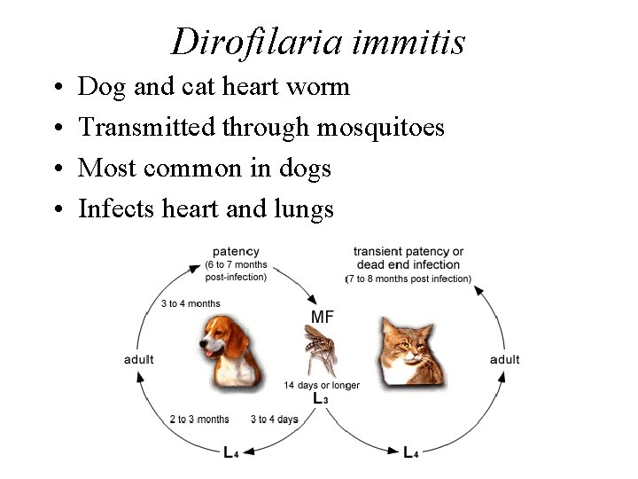 Dirofilaria immitis • • Dog and cat heart worm Transmitted through mosquitoes Most common Dirofilaria immitis • • Dog and cat heart worm Transmitted through mosquitoes Most common