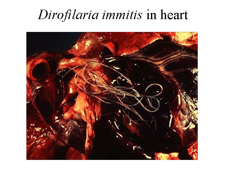 Dirofilaria immitis in heart Dirofilaria immitis in heart