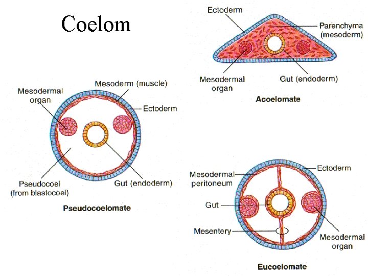 Coelom Coelom