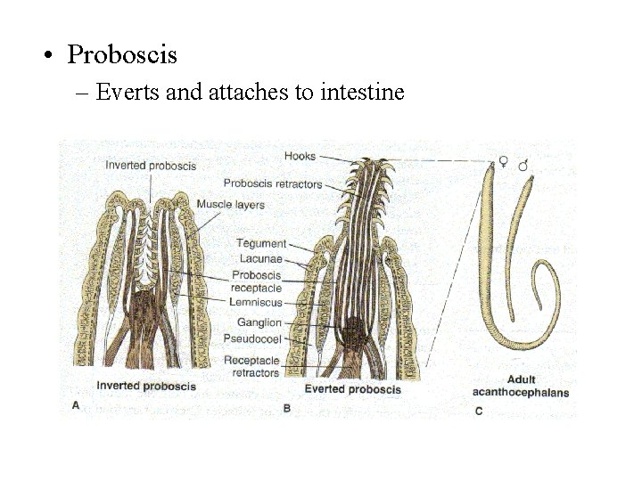 • Proboscis – Everts and attaches to intestine • Proboscis – Everts and attaches to intestine
