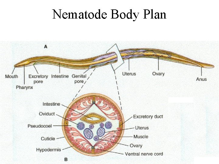 Nematode Body Plan Nematode Body Plan
