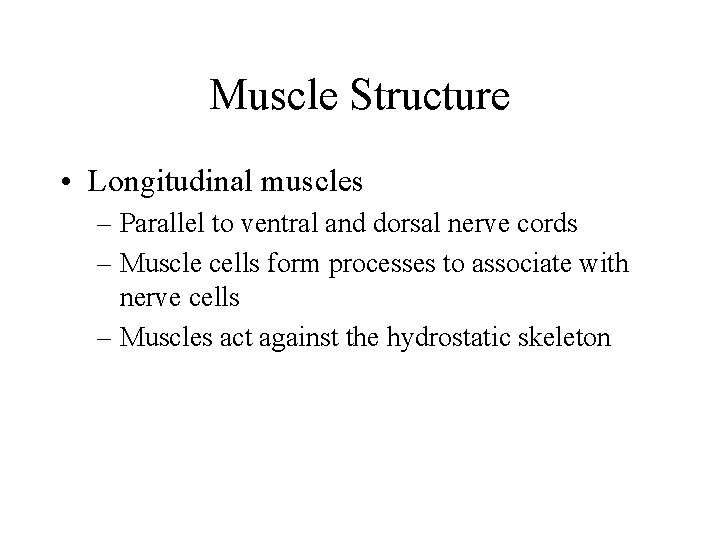 Muscle Structure • Longitudinal muscles – Parallel to ventral and dorsal nerve cords – Muscle Structure • Longitudinal muscles – Parallel to ventral and dorsal nerve cords –