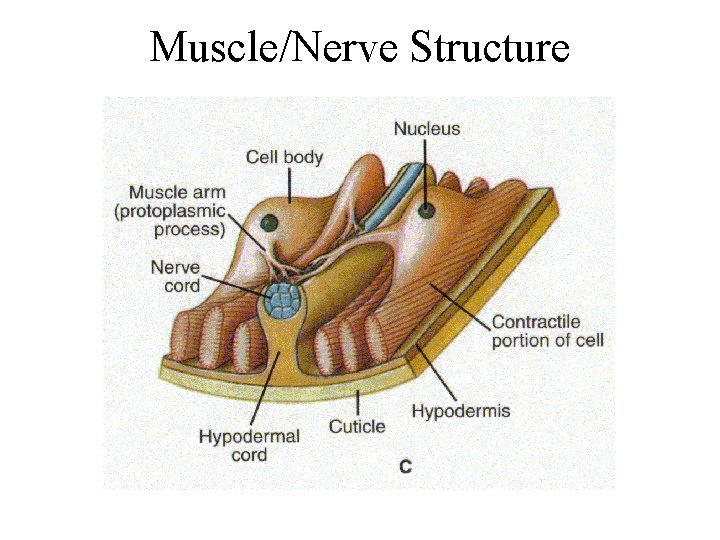 Muscle/Nerve Structure Muscle/Nerve Structure