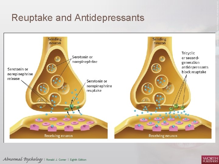 Reuptake and Antidepressants 