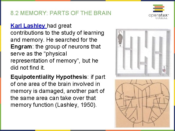 8. 2 MEMORY: PARTS OF THE BRAIN Karl Lashley had great contributions to the