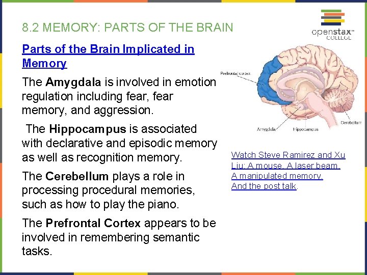 8. 2 MEMORY: PARTS OF THE BRAIN Parts of the Brain Implicated in Memory