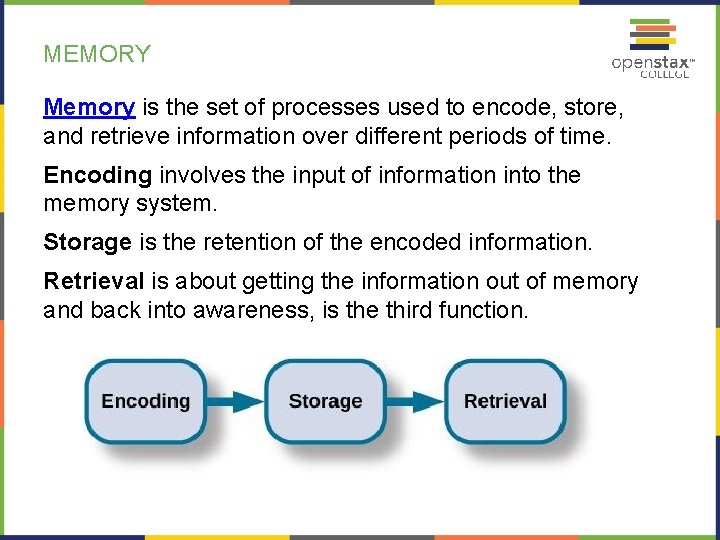 MEMORY Memory is the set of processes used to encode, store, and retrieve information
