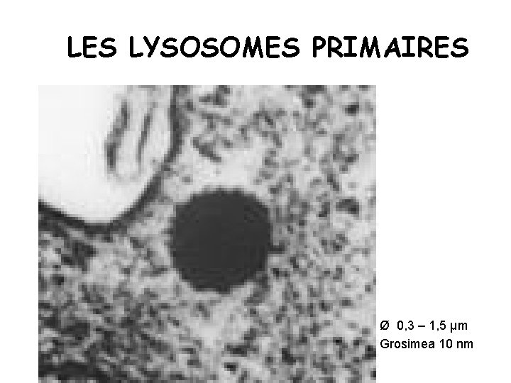 LES LYSOSOMES PRIMAIRES Ø 0, 3 – 1, 5 µm Grosimea 10 nm 