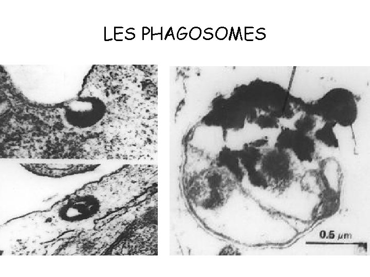 LES PHAGOSOMES 