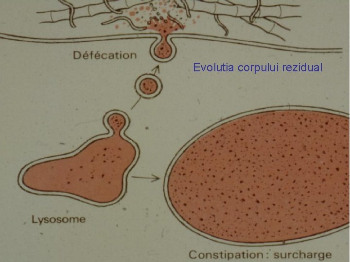 Evolutia corpului rezidual 