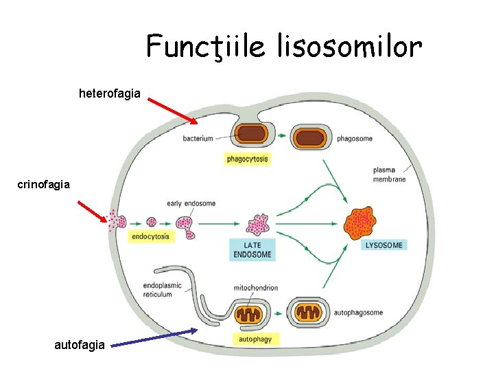 Funcţiile lisosomilor heterofagia crinofagia autofagia 