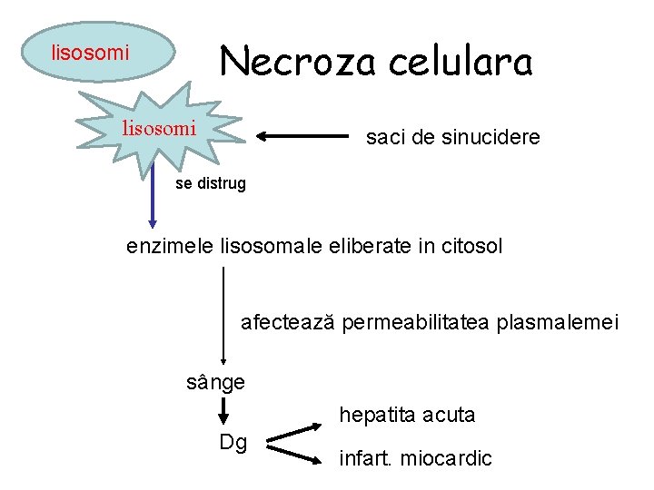 Necroza celulara lisosomi saci de sinucidere se distrug enzimele lisosomale eliberate in citosol afectează