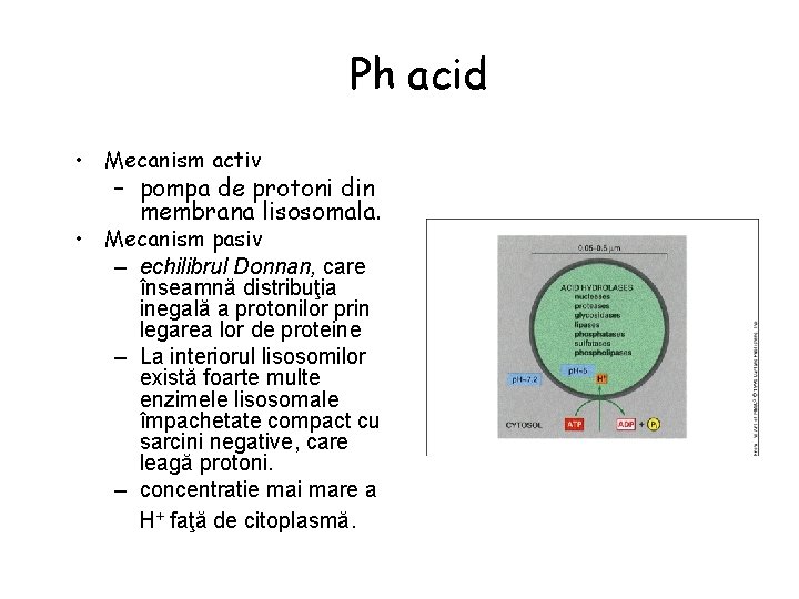 Ph acid • Mecanism activ – pompa de protoni din membrana lisosomala. • Mecanism