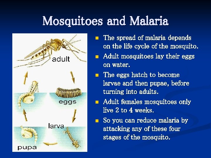 Mosquitoes and Malaria n n n The spread of malaria depends on the life