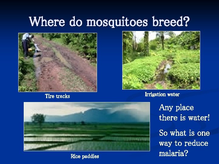 Where do mosquitoes breed? Irrigation water Tire tracks Any place there is water! Rice