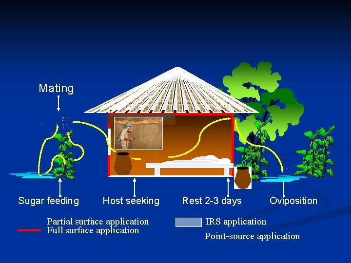 Mating. . . Sugar feeding Host seeking Partial surface application Full surface application Rest
