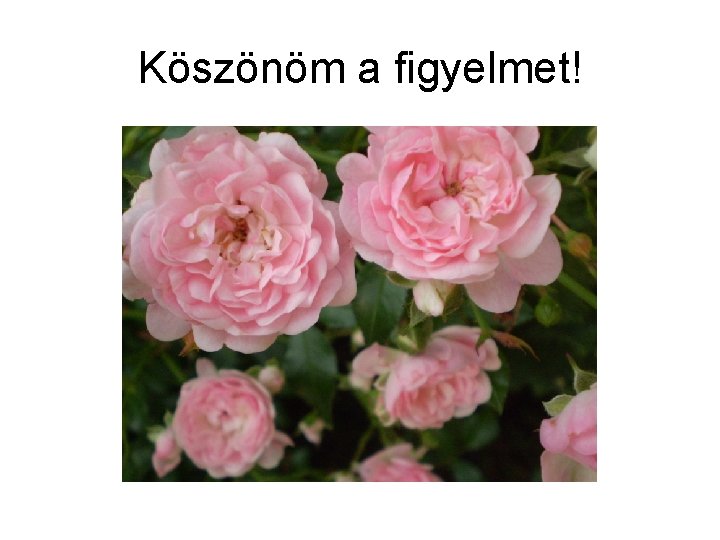 Köszönöm a figyelmet! 