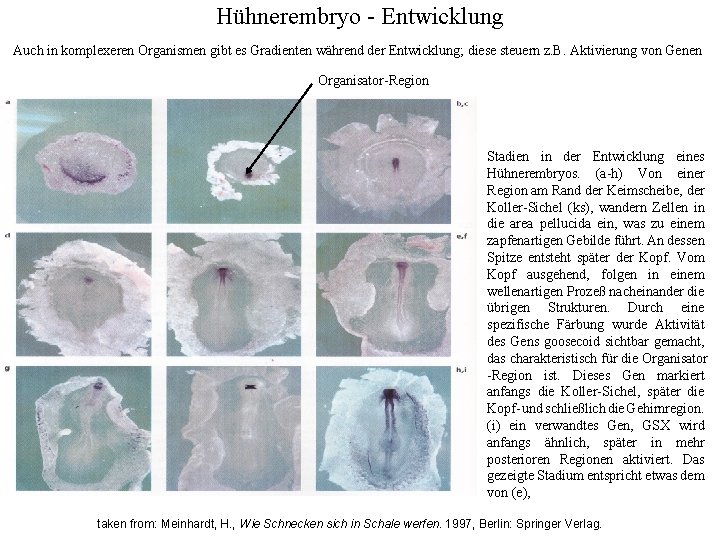 Hühnerembryo - Entwicklung Auch in komplexeren Organismen gibt es Gradienten während der Entwicklung; diese