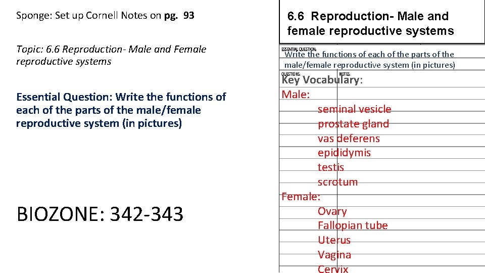 Sponge: Set up Cornell Notes on pg. 93 Topic: 6. 6 Reproduction- Male and