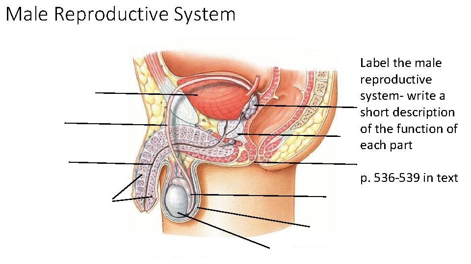 Male Reproductive System Label the male reproductive system- write a short description of the