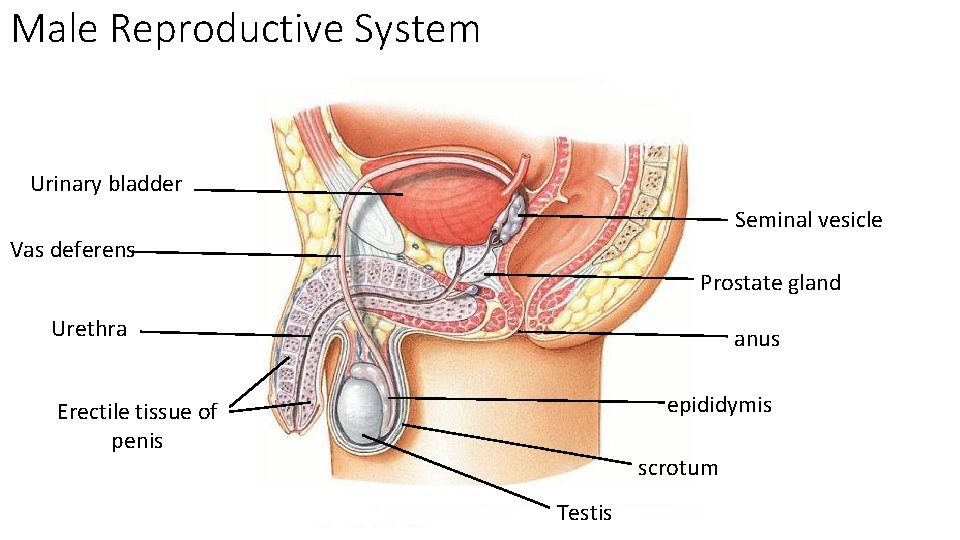 Male Reproductive System Urinary bladder Seminal vesicle Vas deferens Prostate gland Urethra anus epididymis