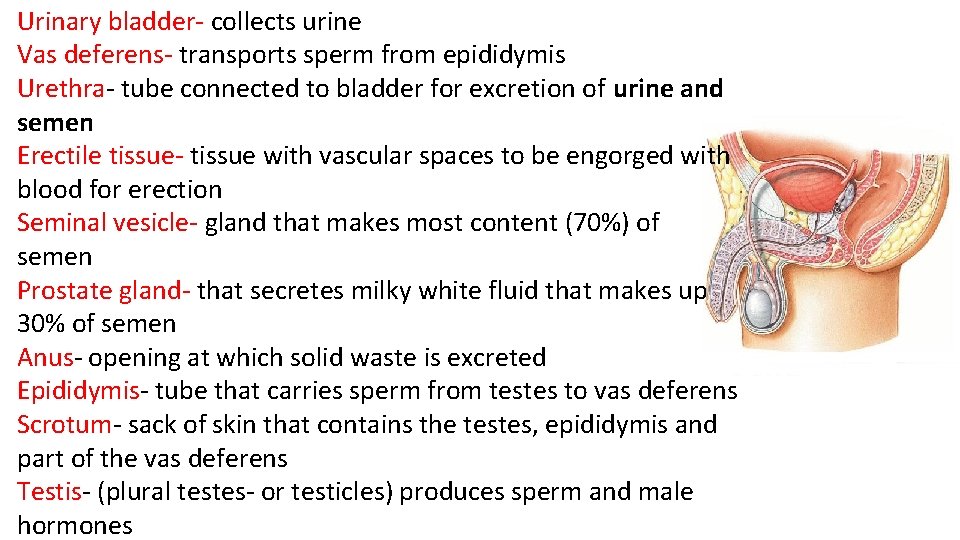 Urinary bladder- collects urine Vas deferens- transports sperm from epididymis Urethra- tube connected to
