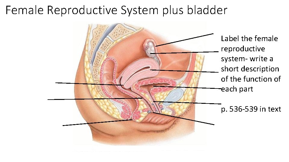Female Reproductive System plus bladder Label the female reproductive system- write a short description