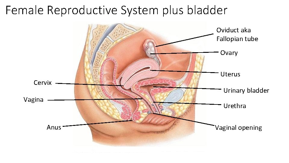 Female Reproductive System plus bladder Oviduct aka Fallopian tube Ovary Cervix Vagina Uterus Urinary