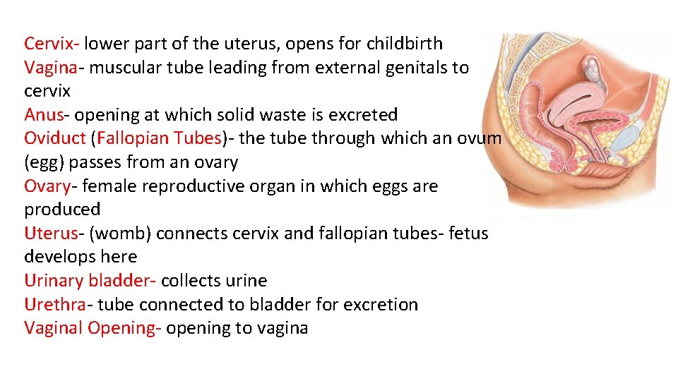 Cervix- lower part of the uterus, opens for childbirth Vagina- muscular tube leading from